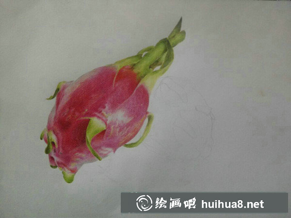 火龍果畫法火龍果彩鉛畫教程