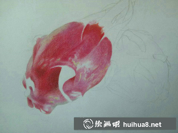 火龍果畫法火龍果彩鉛畫教程