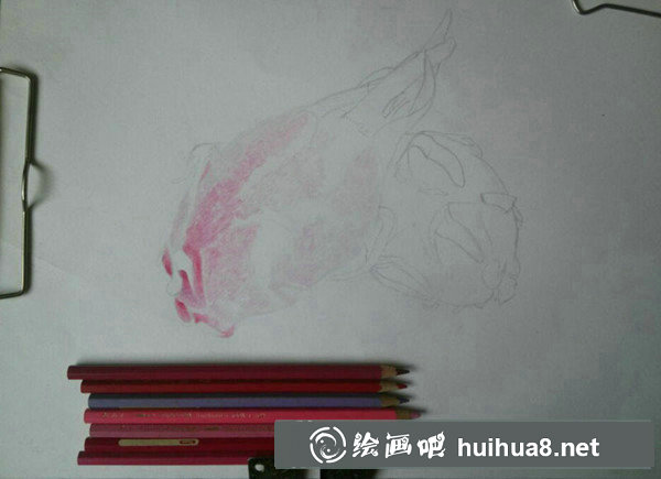 火龍果畫法火龍果彩鉛畫教程