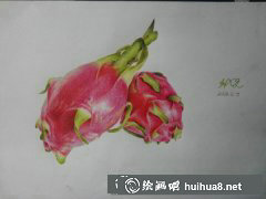 火龍果彩鉛畫教程圖解