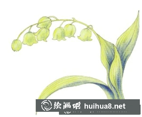 水粉鈴蘭花花朵