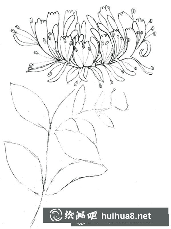 金銀花怎么畫？水粉畫花卉教程圖解