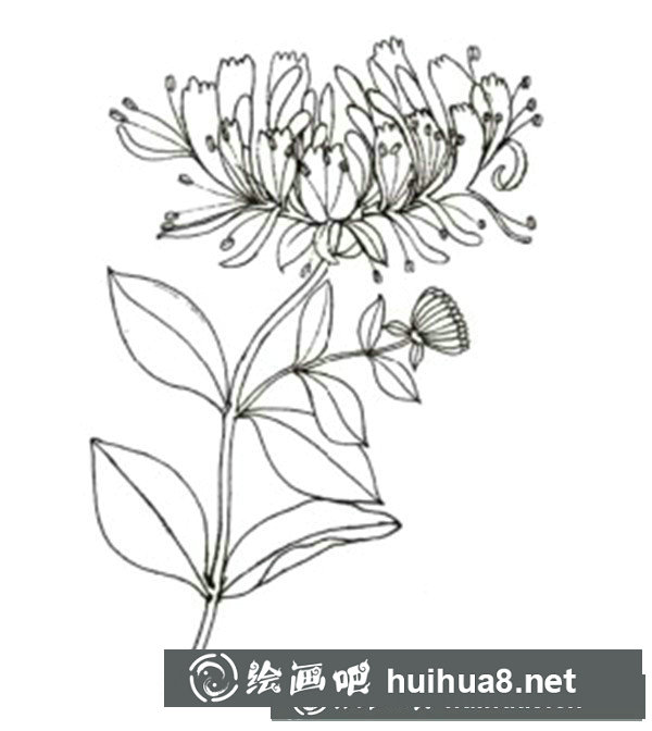 水粉金銀花外形