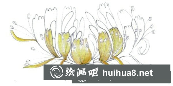 金銀花怎么畫？水粉畫花卉教程圖解