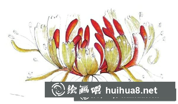 金銀花怎么畫？水粉畫花卉教程圖解