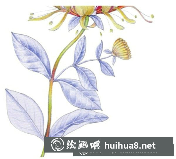 金銀花怎么畫？水粉畫花卉教程圖解