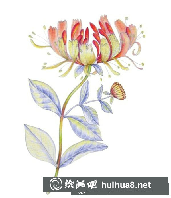 金銀花怎么畫？水粉畫花卉教程圖解