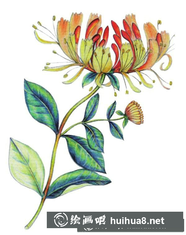 金銀花怎么畫？水粉畫花卉教程圖解