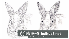 工筆畫教程兔子技法詳解
