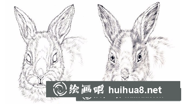 兔子的工筆畫(huà)