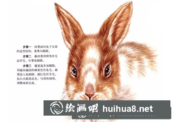 兔子的工筆畫(huà)