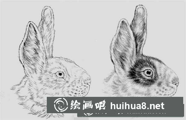 兔子的工筆畫(huà)