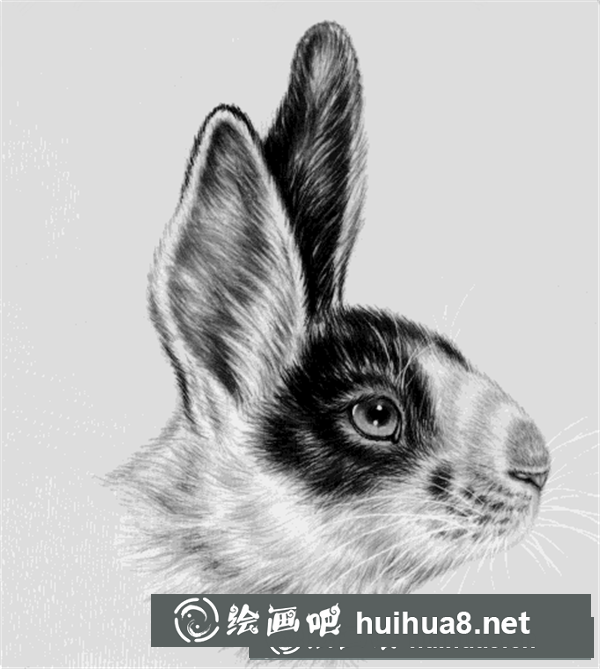 兔子的工筆畫(huà)