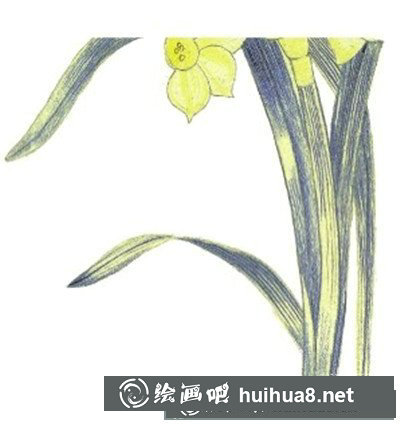 水粉植物畫入門技法：水粉水仙花技法