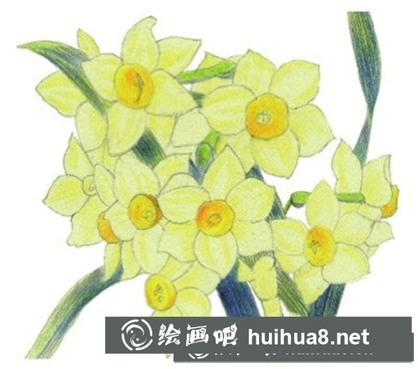 水粉植物畫入門技法：水粉水仙花技法