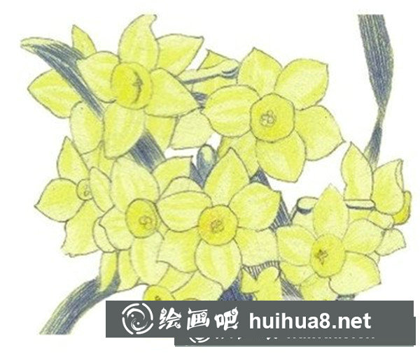 水粉植物畫入門技法：水粉水仙花技法