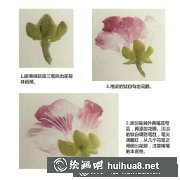 國畫木芙畫法步驟詳解