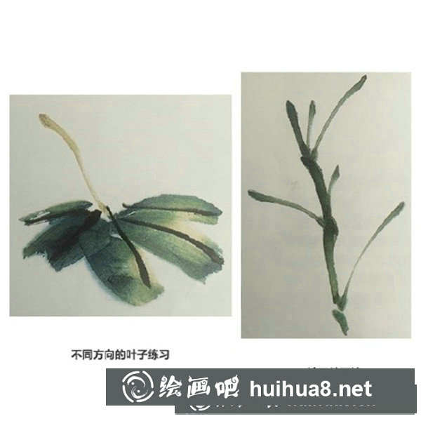 木芙蓉