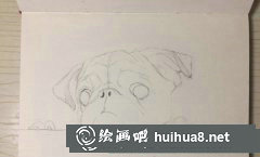 彩鉛狗狗繪畫教程學起來