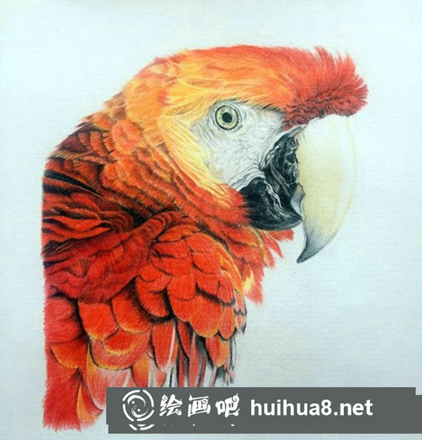五彩鸚鵡超寫實彩鉛畫怎么畫