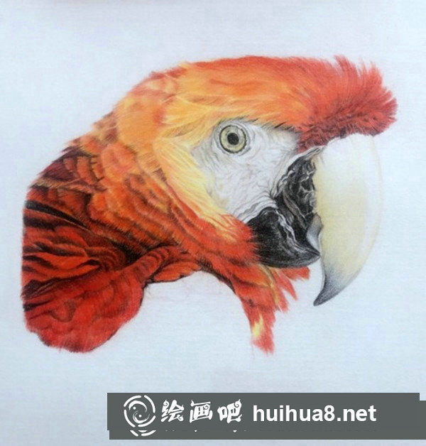 五彩鸚鵡超寫實彩鉛畫怎么畫
