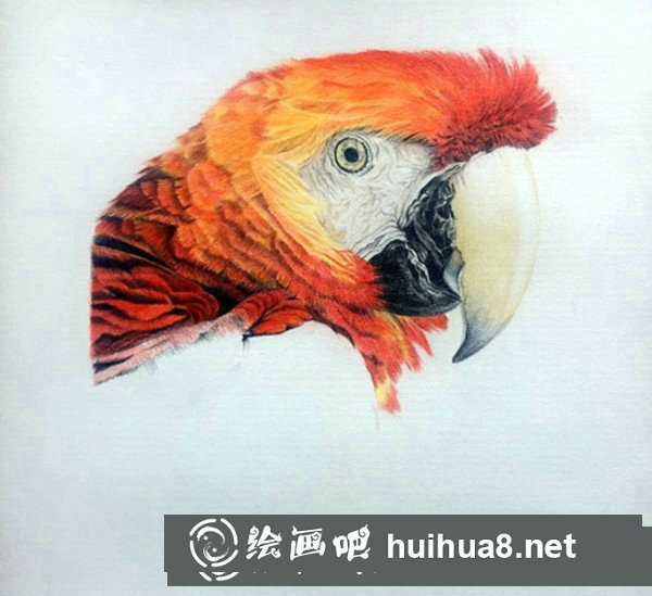 五彩鸚鵡超寫實彩鉛畫怎么畫