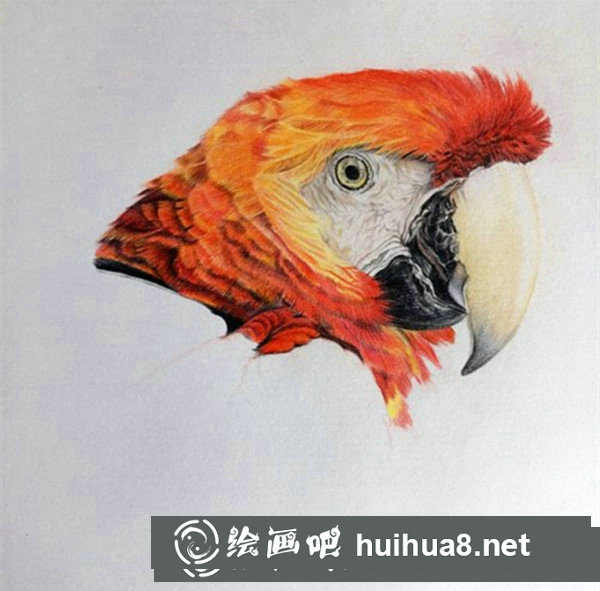 五彩鸚鵡超寫實彩鉛畫怎么畫