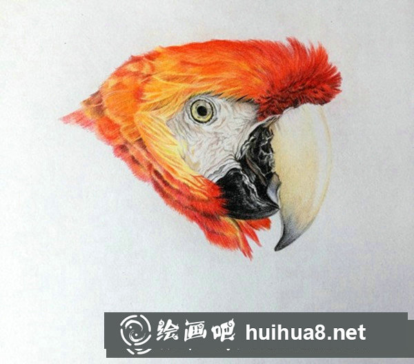 五彩鸚鵡超寫實彩鉛畫怎么畫