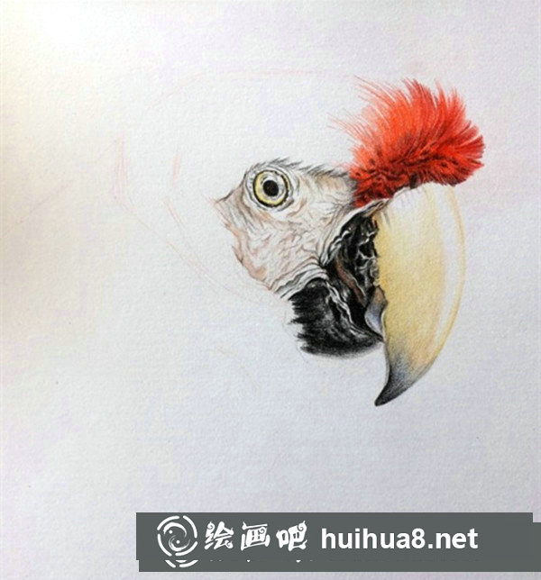 五彩鸚鵡超寫實彩鉛畫怎么畫