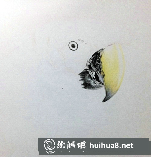五彩鸚鵡超寫實彩鉛畫怎么畫