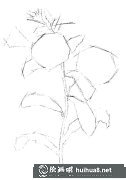 牽牛花彩鉛畫法揭秘