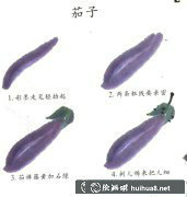 兒童國畫茄子簡單教程
