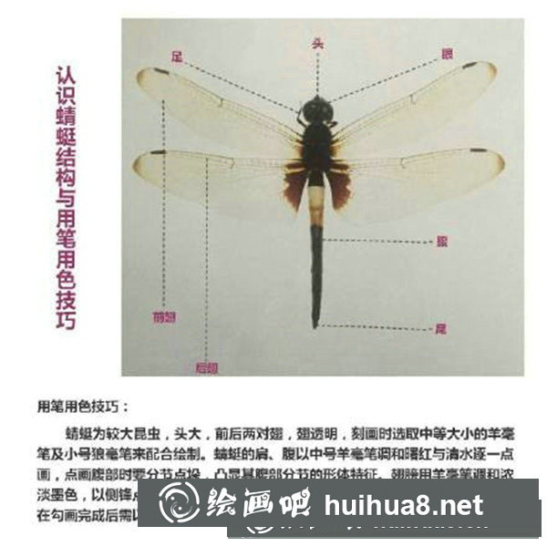 國畫蜻蜓怎么畫