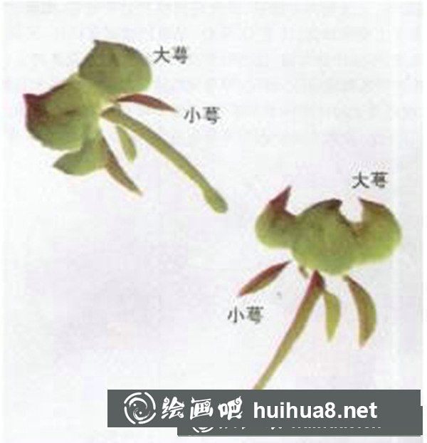 牡丹花畫法步驟圖畫