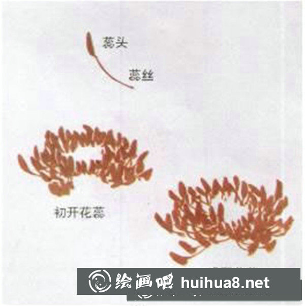 牡丹花畫法步驟圖畫