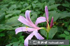 彩鉛繪花朵教程 換錦花技巧