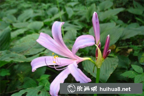 彩鉛手繪花朵教程