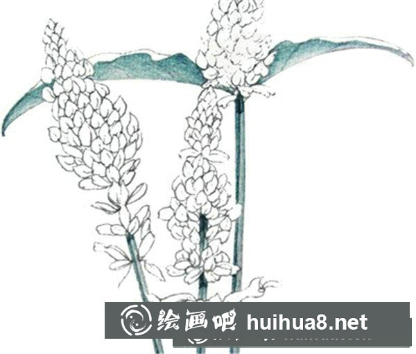 水粉薰衣草的繪畫步驟