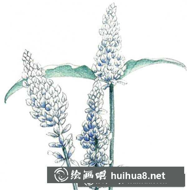 水粉薰衣草的繪畫步驟