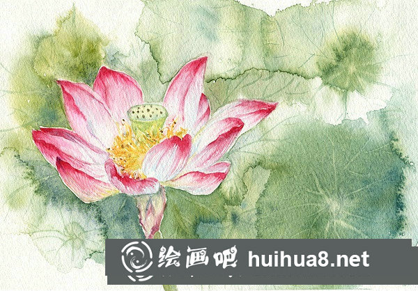 荷花水彩畫教程