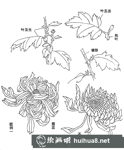 國(guó)畫(huà)菊花的畫(huà)法和步驟