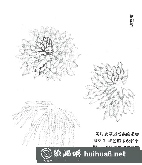 國(guó)畫(huà)菊花的畫(huà)法和步驟