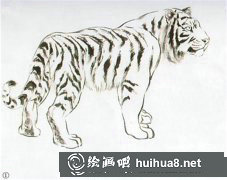 兼工帶寫意虎畫技法解析