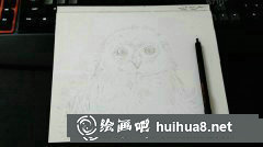 水彩雪鸮幼鳥畫卷