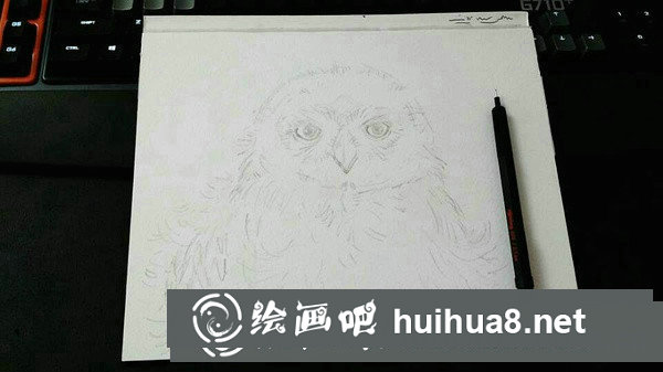 雪鸮