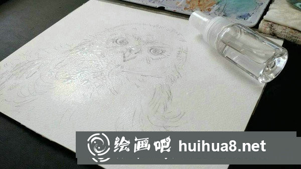 雪鸮