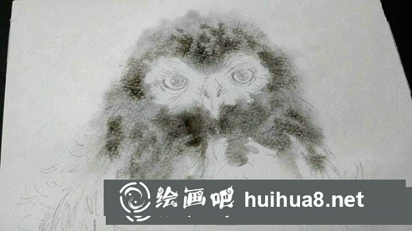 雪鸮