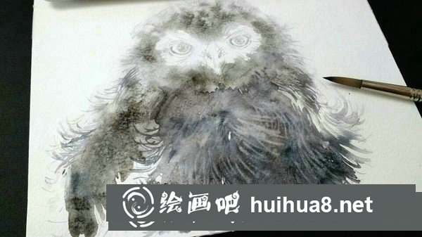 雪鸮