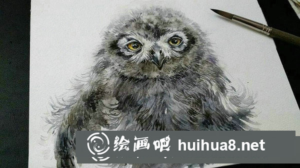 雪鸮