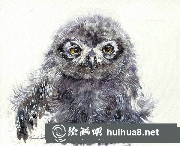 雪鸮